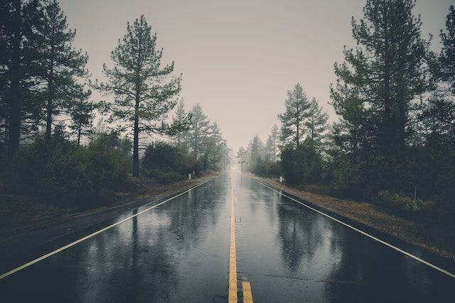 A clear tarred road between pine trees.